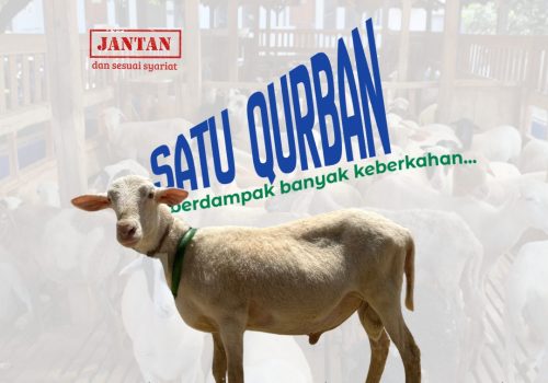 Domba / Kambing — Paket Hemat