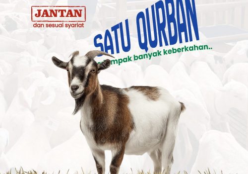 Kambing — Pakistan