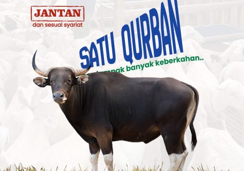 Sapi — New Zealand